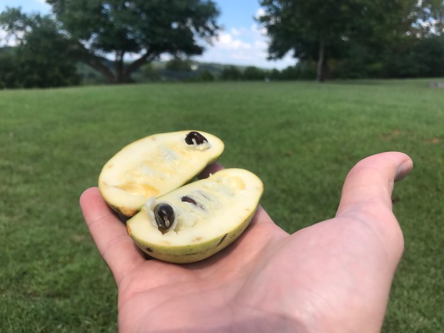 pawpaw fruit cut in half open in hand