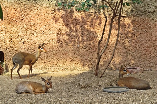 dikdik antelopes mammals animals zoo wrocław poland three