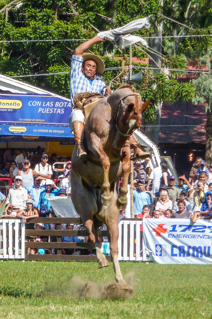 2010-03-28 Semana Criolla del Prado en Montevideo (23) - Ein Gaucho bei der 'Jineteada', dem Reiten eines ungezaehmten Pferdes. Wie beim amerikanischen Rodeo muss der Gaucho sich dabei eine bestimmte Zeit lang auf dem Ruecken des Pferdes halten, ohne abge