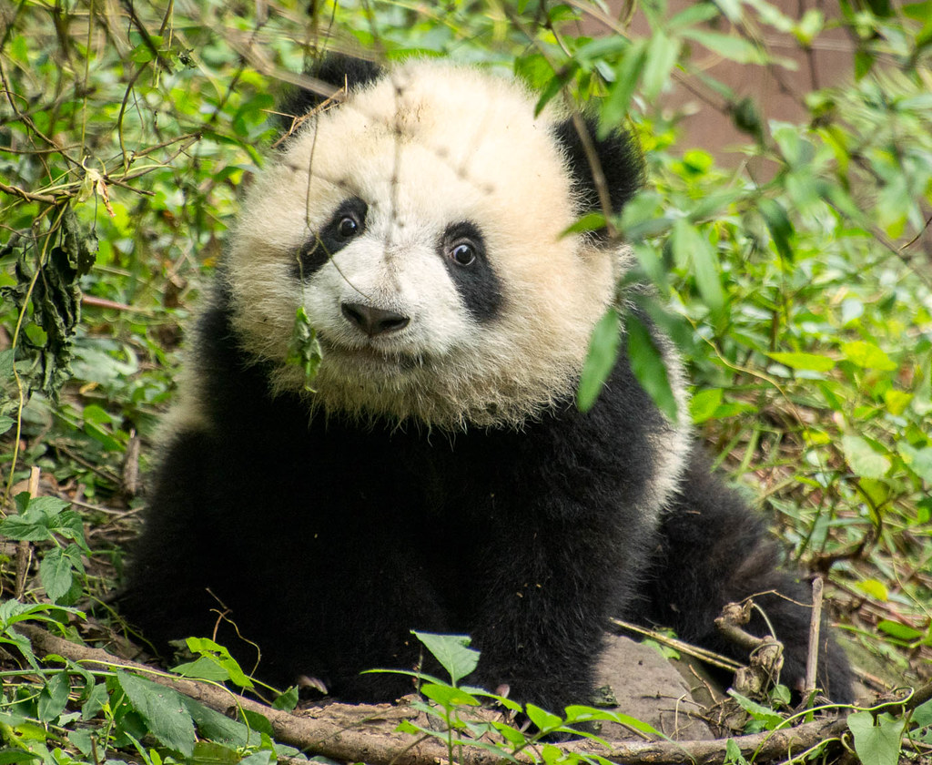 Giant Panda Breeding Centre, Chengdu, Szechuan, China