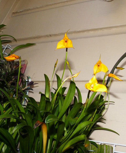 Masdevallia davisii 'Elena' species orchid