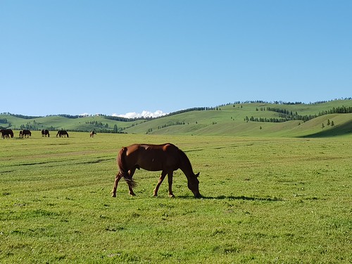 mongolia horse