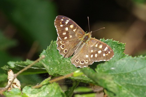 hayleywood cambridgeshire nature wild wildlife woodland insect butterfly speckledwood pararge aegeria