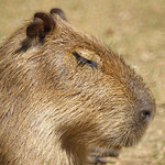 Capybara (Hydrochaeris hydrochaeris) im Kölner Zoo