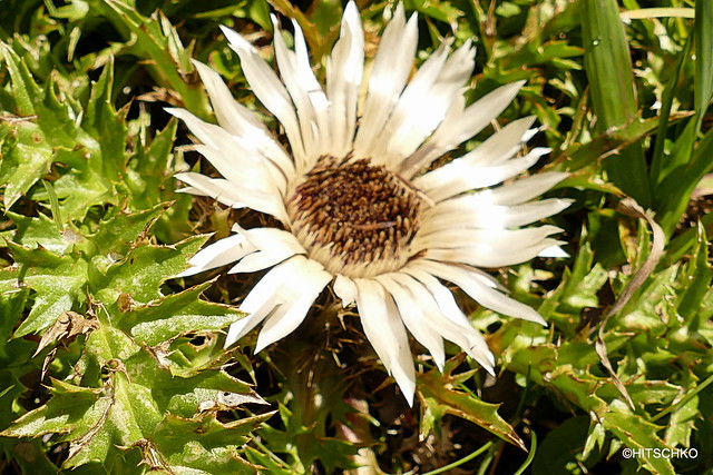 Silberdistel (Carlina acaulis subsp. acaulis)