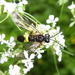 Berauschte Blattwespe (Intoxicated Sawfly, Tenthredo temula)