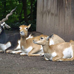 Hirschziegenantilopen (Antilope cervicapra) im Kölner Zoo, links ein Männchen und rechts zwei Weibchen