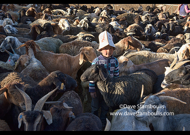 Kyrgyz boy in the sheep pen, Pshart Valley, Tajikistan