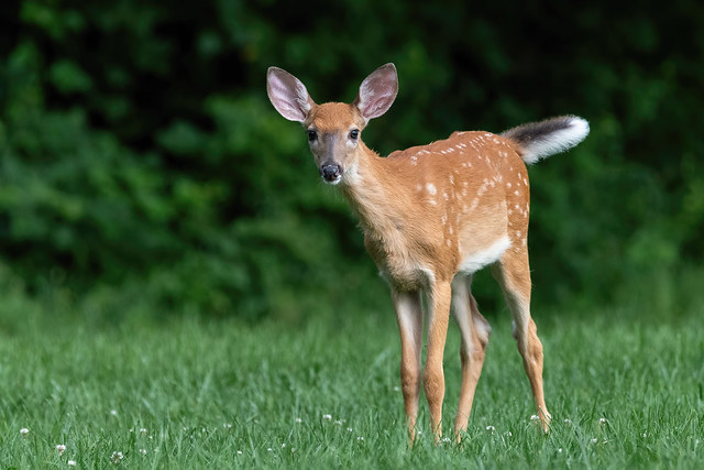 Curious white-tailed deer fawn