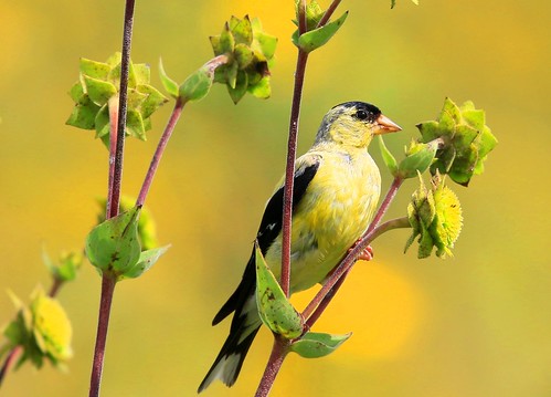 american goldfinch male eating rosinweed seeds decorah fish hatchery winneshiek county iowa larry reis