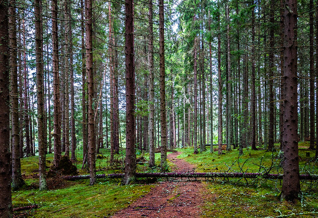 Path in spruce forest - version 2
