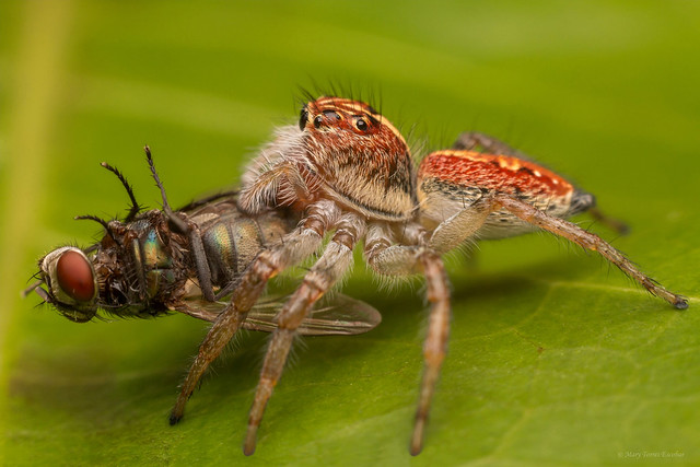 Frigga pratensis (Jumping spider) - Female
