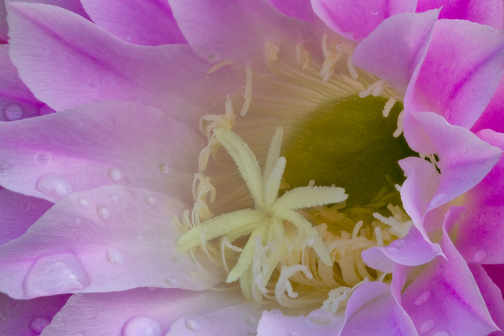 Easter Lily Cactus (Echinopsis eyriesii)
