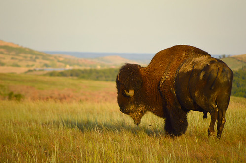 wichitamountains wildliferefuge oklahoma 2018 august buffalo bison prairie