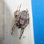 Spaltenkreuzspinne (Walnut Orb-weaver Spider, Nuctenea umbratica), Weibchen