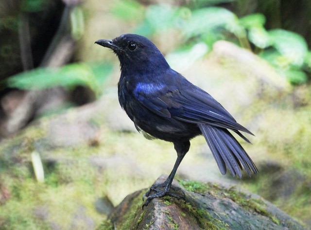 Javan Whistling Thrush, Myophonus glaucinus, Сундская синяя птица