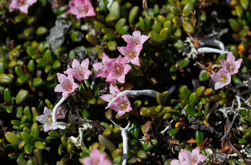 20180526-028F | Alpenazalee (Loiseleuria procumbens) am Torkilstöten, Helagsfjäll. Jämtland / Schweden, 26.05.2018
