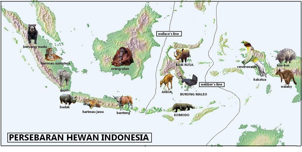 Gambar Peta Indonesia Flora Fauna | via Blogger /2oZKh… | Flickr