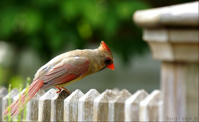 Female Cardinal on the fence