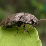 Mausgrauer Schnellkäfer (Mousegrey Click Beetle, Agrypnus murinus)