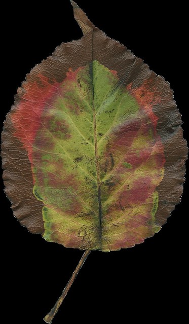 AJanner-autumn-leaf-103-cu4cu