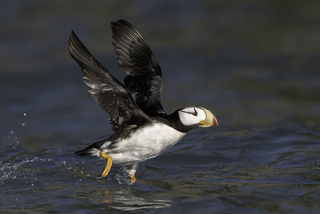Horned Puffin - Cook Inlet, AK