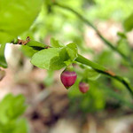 Heidelbeere (Vaccinium myrtillus) im Bereich Herfeld in der Wahner Heide