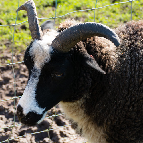 Jacob's sheep, Northycote Farm
