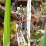 Zierliche Trichterspinne (Funnel Web Spider, Agelena gracilens)