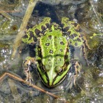 Teichfrosch (Edible Frog, Pelophylax esculentus)