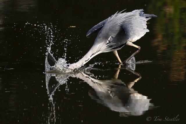 Heron - De blauwe reiger (Ardea cinerea)