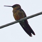 Riesenkolibri (Giant Hummingbird, Patagona gigas)