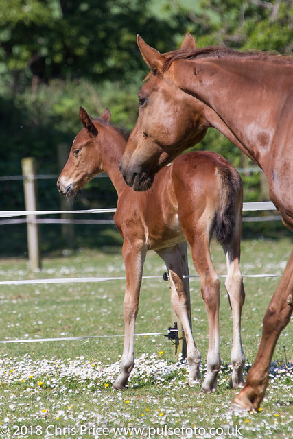 Young Foal