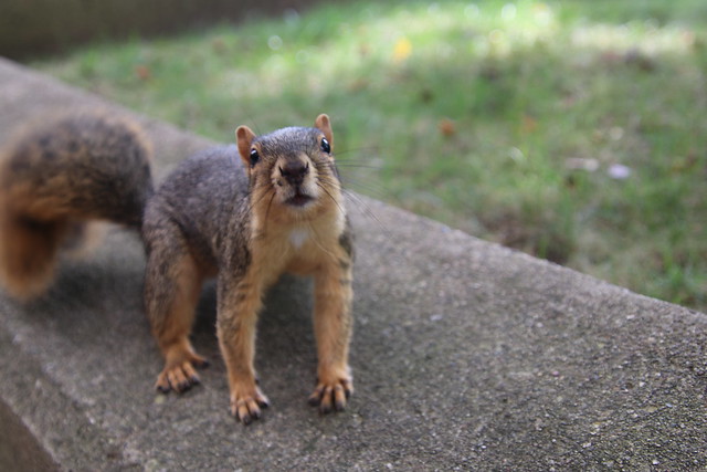 Squirrels in Ann Arbor at the University of Michigan on September 13th, 2018