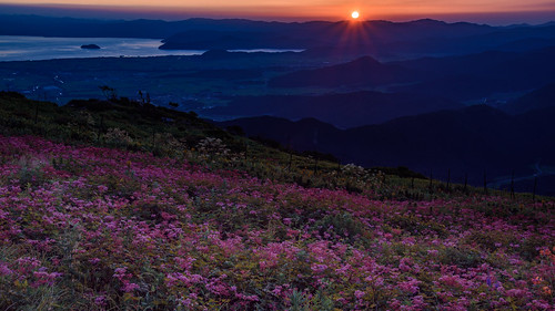 米原市 滋賀県 湖 琵琶湖 lake 夕景 sunset japan 伊吹山 山 mountain flower