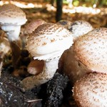 Gemeiner Hallimasch (Honey Mushroom, Armillaria mellea)