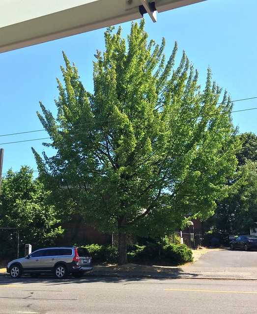 2018 YIP Day 205: Tree on East Jefferson