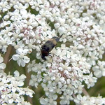 Gebänderter Stachelkäfer (Pale-banded Tumbling Flower Beetle, Variimorda villosa)
