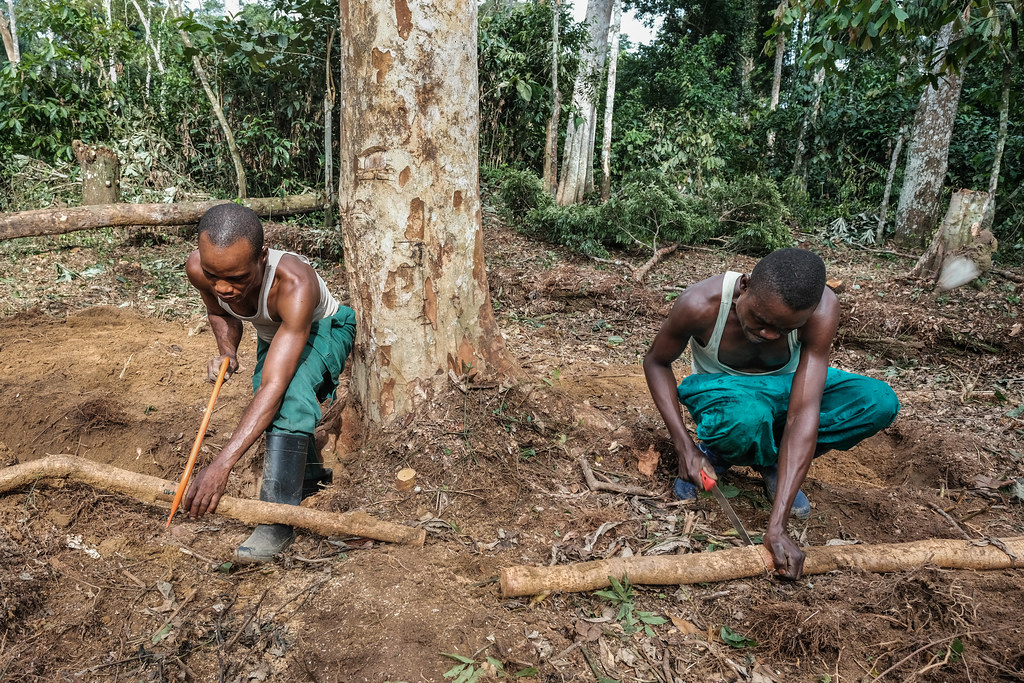 Research on the Afrormosia tree, Yangambi, DRC.