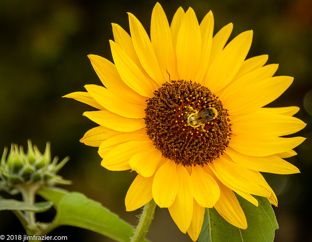 Ephraim Sunflower