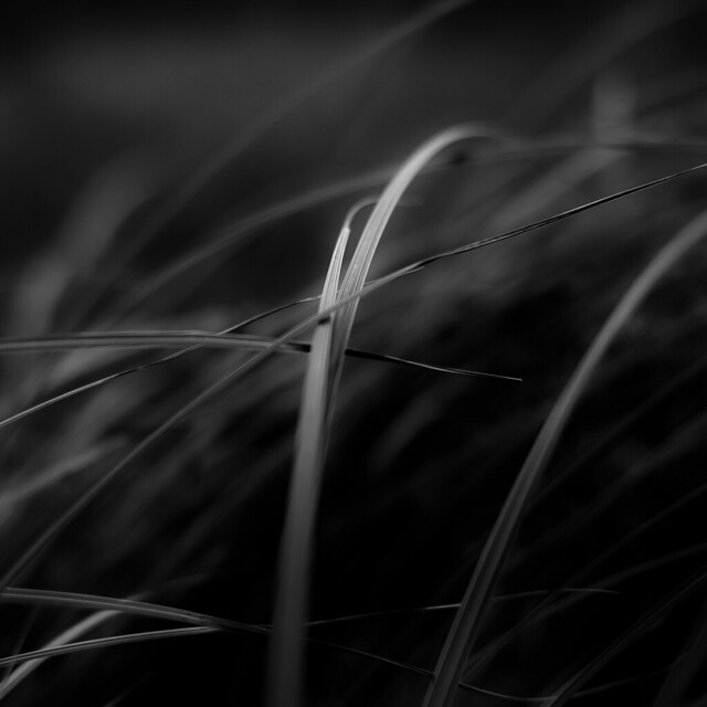 Marshland Grasses 060