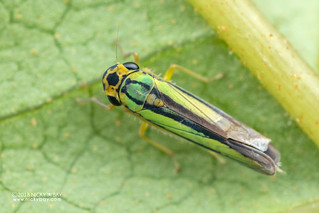 Leafhopper (Macumada tergiplagatula) - DSC_1339