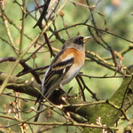 Bergfink (Brambling, Fringilla montifringilla), Männchen