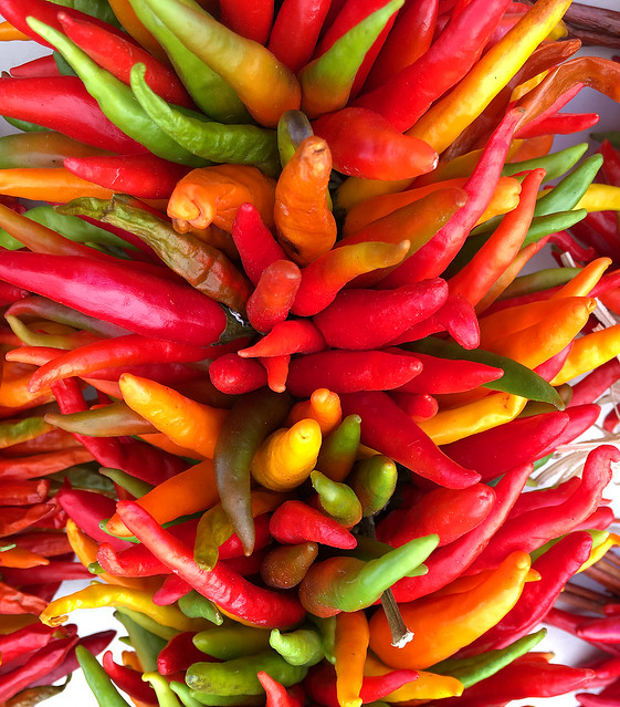 New Mexico chile/chili/peppers. USA.