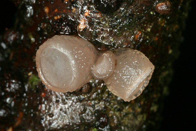 Ombrophila pura (= Neobulgaria pura), la néobulgarie pure.