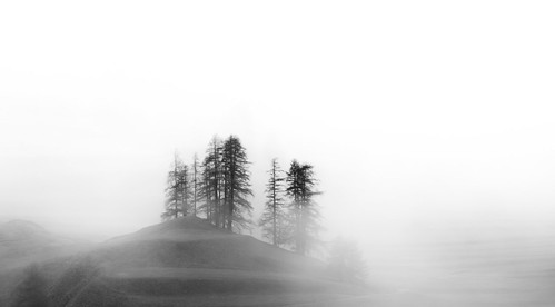 trees fog rain switzerland