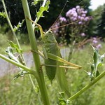 Grünes Heupferd (Great Green Bush-cricket, Tettigonia viridissima), Männchen