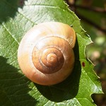 Garten-Bänderschnecke (White-lipped Snail, Cepaea hortensis), einfarbige Variante