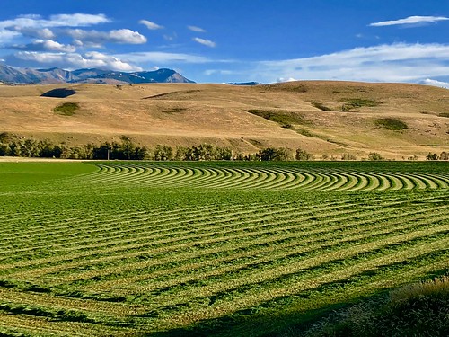 rural nature alfalfa montana