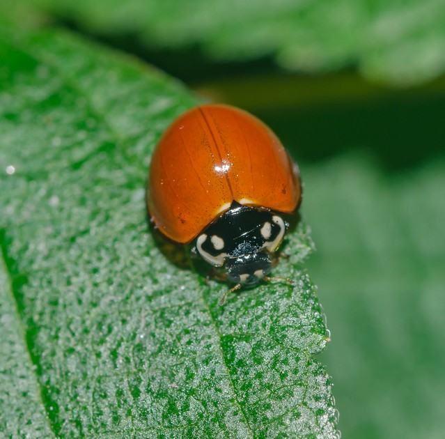 Cycloneda sanguinea - Unspotted Ladybird Beetle (Linnaeus, 1763)